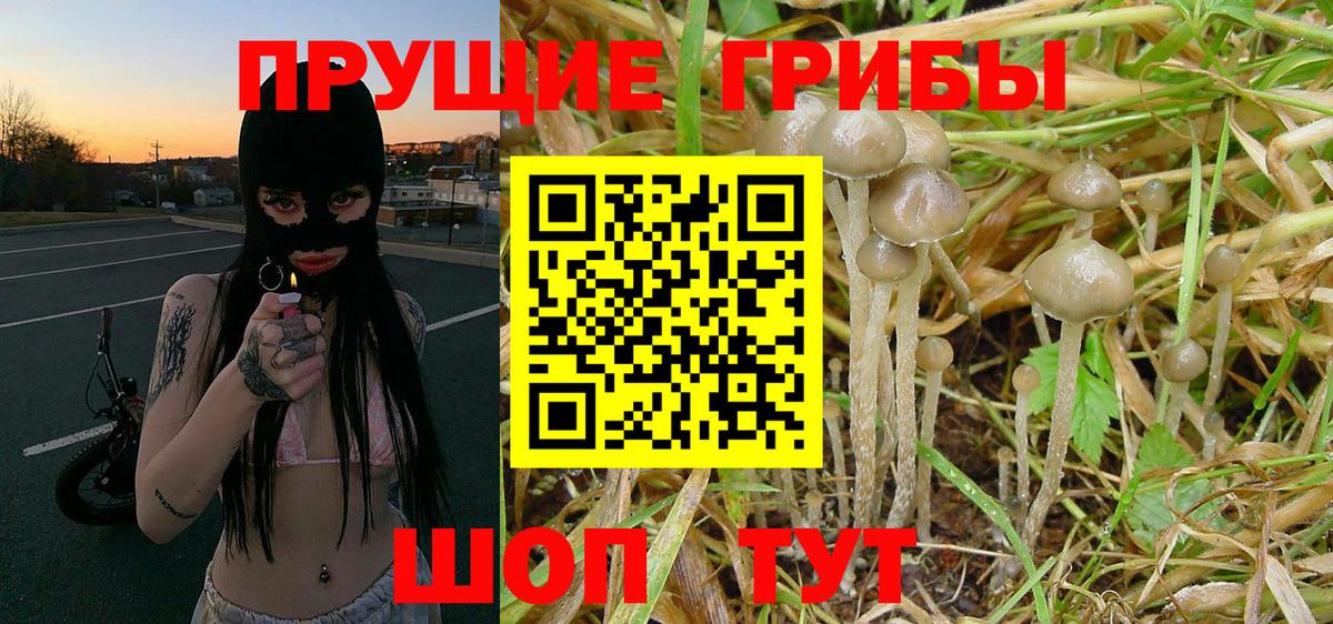 Псилоцибиновые грибы GOLDEN TEACHER  Вход с VPN  Светлоград 